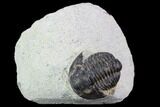 Bargain, Gerastos Trilobite Fossil - Morocco #87572-1